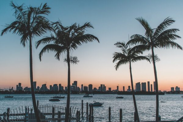 Tropical South Florida palm trees at sunset reflected in calm water